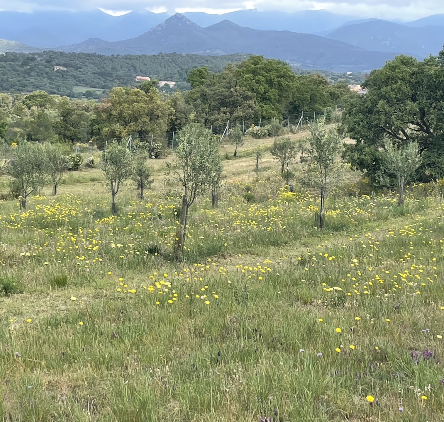domaine-el-far-espagne-huiles-olives-pooema