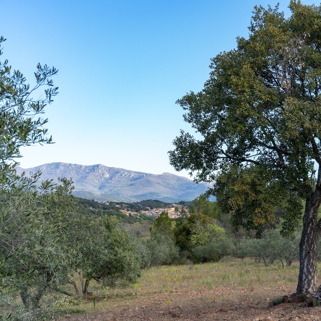 huiles-olives-pooema-domaine-finca-granot