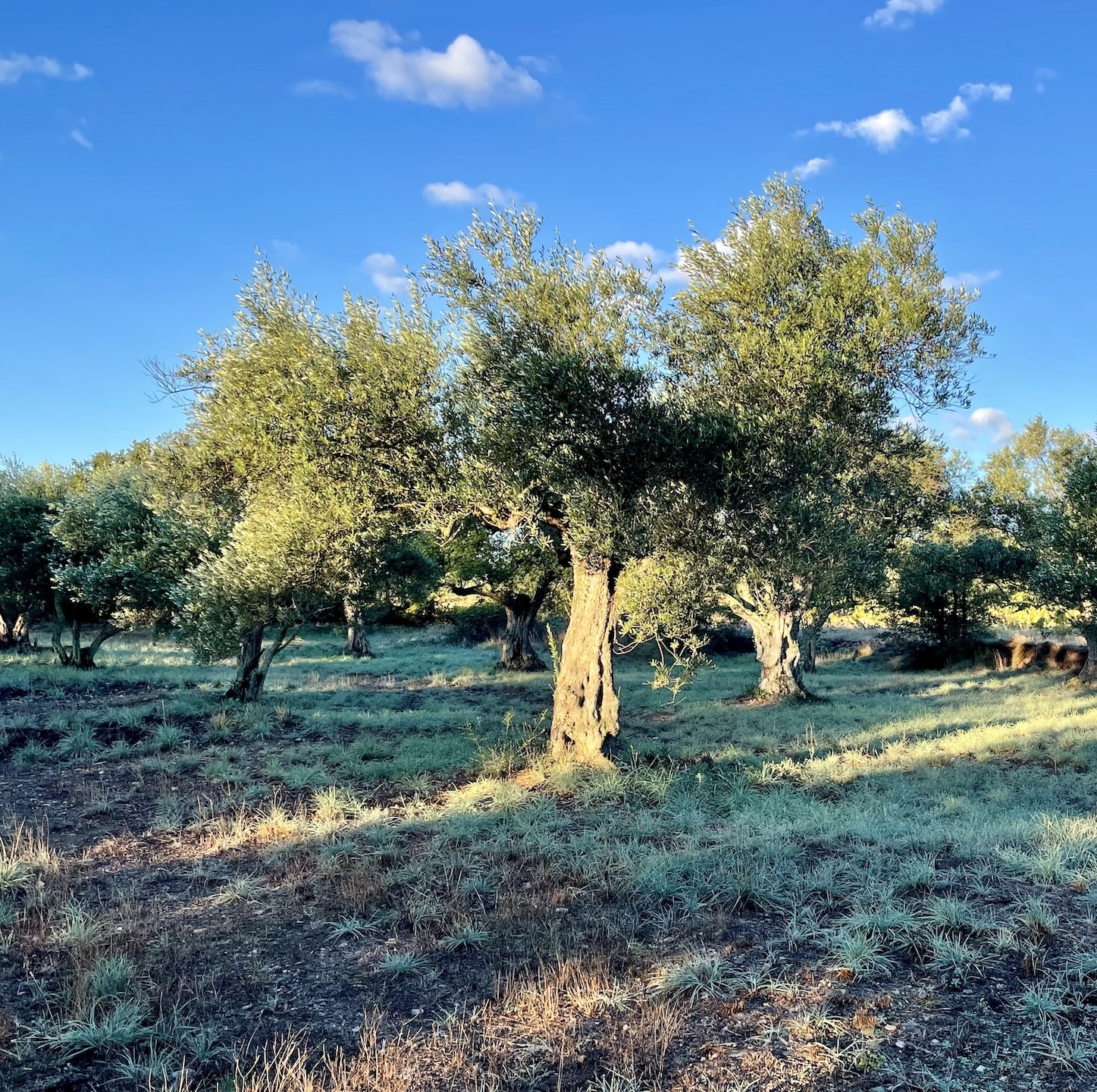 lesclapisses-domaine-pooema-huiles-olives-bio