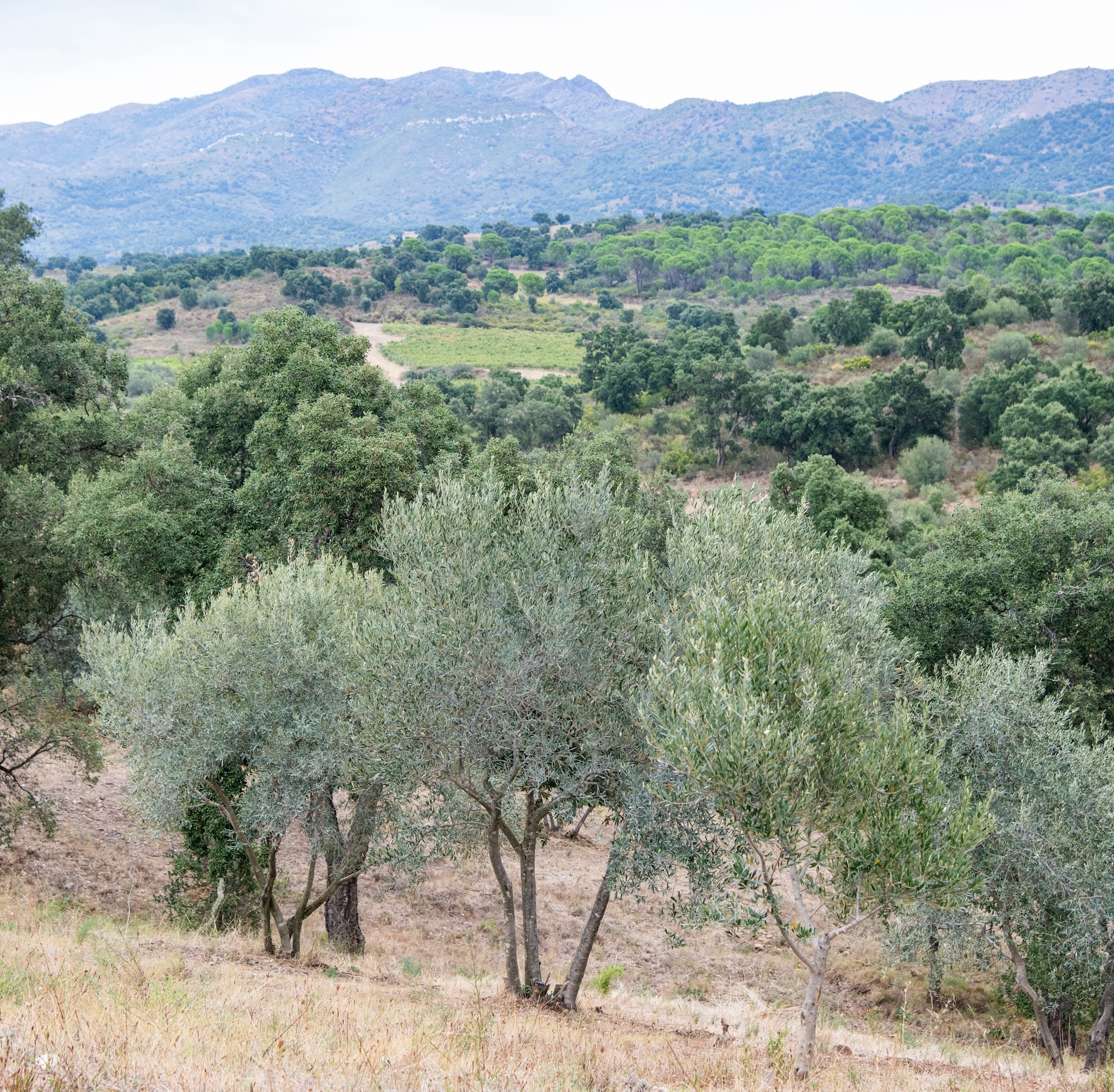 mas-luna-domaine-pooema-huiles-olives-extra-vierge