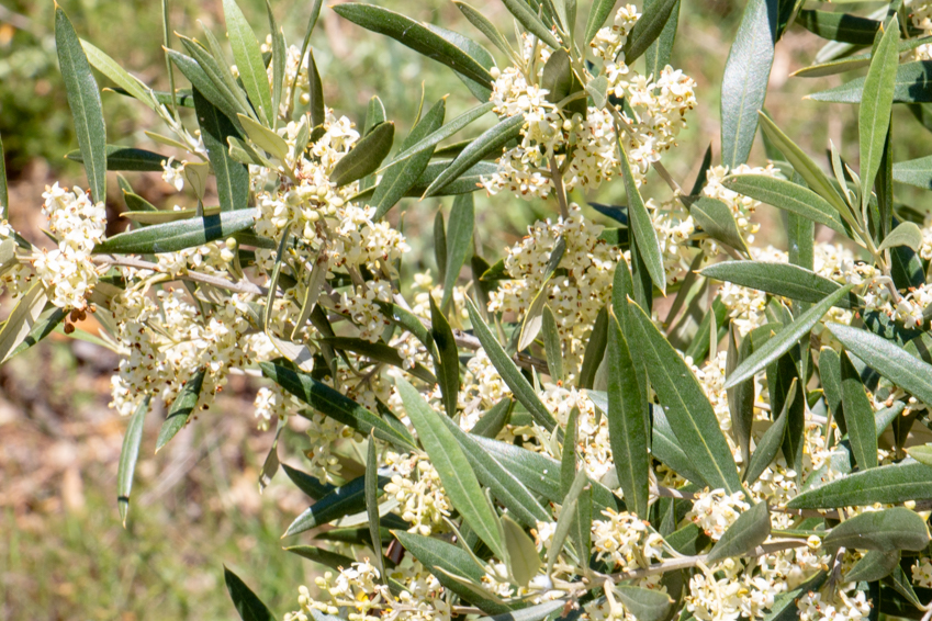 oliviers-fleurs-pooema-huile-olives